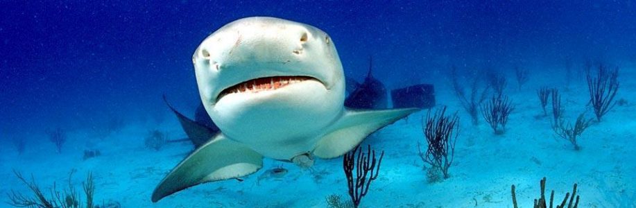 VIAJANDO POR EL MUNDO